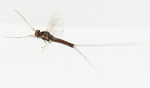 Réf. 280 600 : Cloeon dipterum
